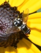 Gymnoclytia