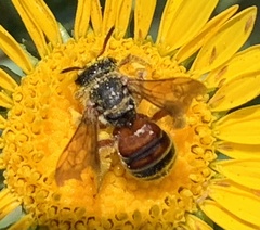 Dieunomia nevadensis bakeri