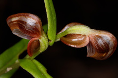 Pterostylis sanguinea