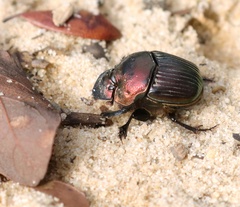 Phanaeus igneus
