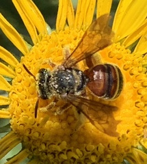 Dieunomia nevadensis bakeri