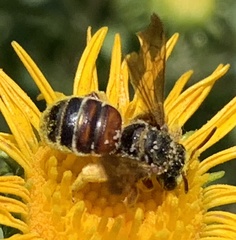 Dieunomia nevadensis bakeri