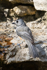 Baeolophus atricristatus