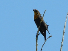 Xanthocephalus xanthocephalus