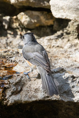 Baeolophus atricristatus