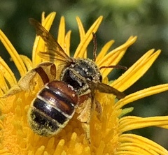 Dieunomia nevadensis bakeri