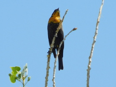 Xanthocephalus xanthocephalus