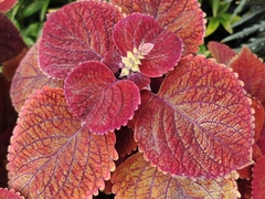 Coleus scutellarioides