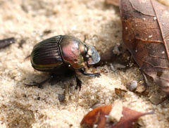 Phanaeus igneus