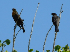 Xanthocephalus xanthocephalus