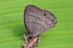 Hermeuptychia hermes