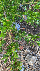 Ceanothus thyrsiflorus