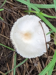 Leucocoprinus fragilissimus