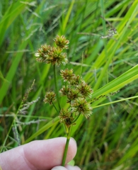 Juncus canadensis