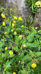 Calceolaria tripartita