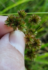 Juncus canadensis