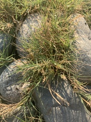 Distichlis spicata