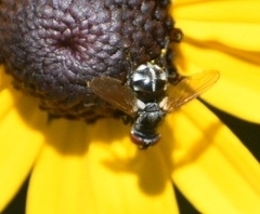 Gymnoclytia