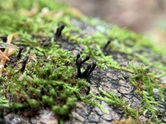 Holwaya mucida