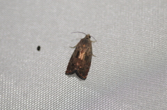 Cydia latiferreana