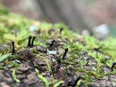 Holwaya mucida