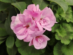 Pelargonium × hybridum