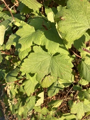 Ribes sanguineum