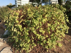 Ribes sanguineum