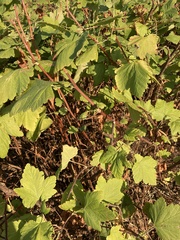 Ribes sanguineum