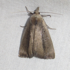 Gabara stygialis
