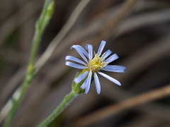 Vittadinia