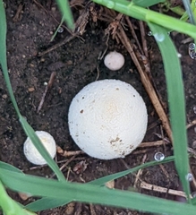 Lycoperdon pratense
