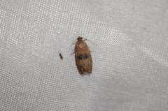 Cydia latiferreana