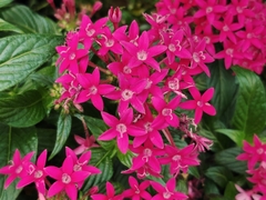 Pentas lanceolata