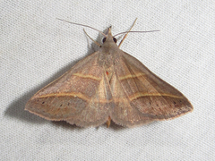 Hemeroplanis parallela