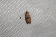 Cydia latiferreana