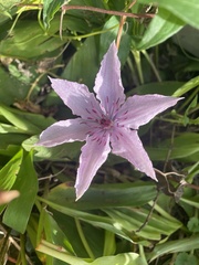 Clematis
