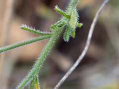 Vittadinia