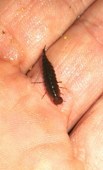 Dytiscidae