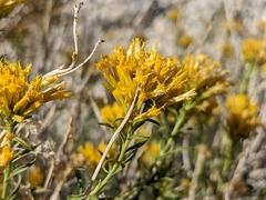 Chrysothamnus viscidiflorus viscidiflorus