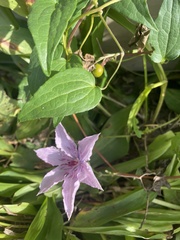 Clematis