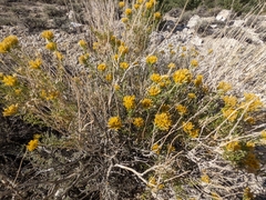 Chrysothamnus viscidiflorus viscidiflorus