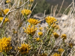 Chrysothamnus viscidiflorus viscidiflorus