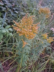 Solidago canadensis