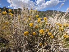 Chrysothamnus viscidiflorus viscidiflorus