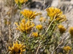 Chrysothamnus viscidiflorus viscidiflorus
