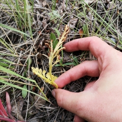 Botrychium spathulatum