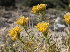 Chrysothamnus viscidiflorus viscidiflorus