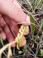 Botrychium spathulatum