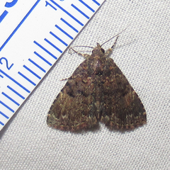 Metalectra miserulata